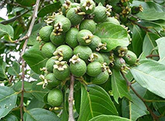 Grapes guava fruit plant