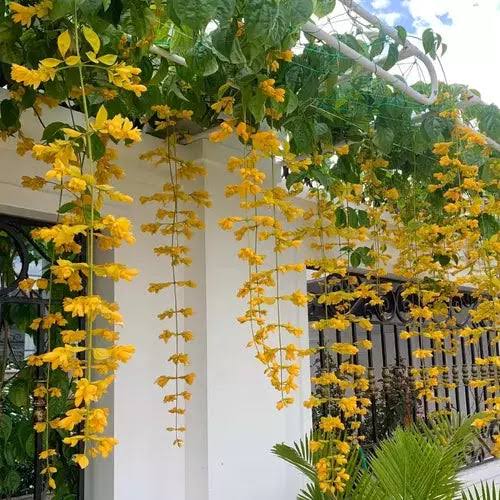 Outdoor plants (combo pack) creeper flowering vine