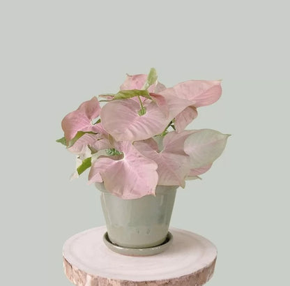 Pink syngonium plant  Good