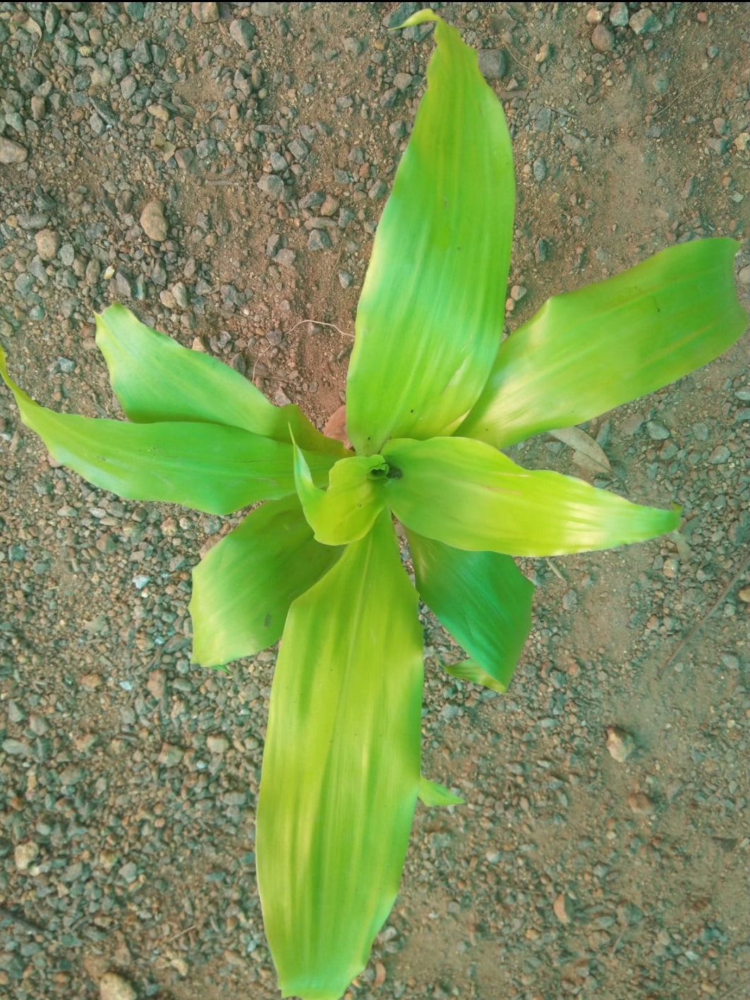 Dracaena Lime light plant