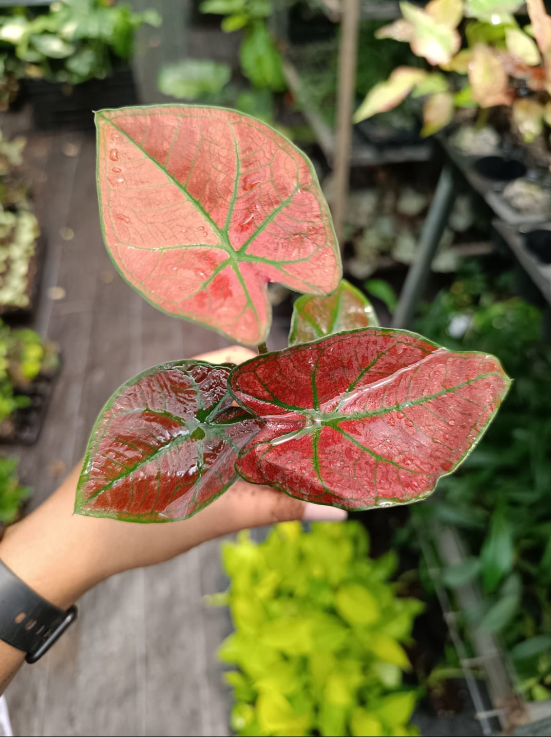 Caladium Giffy size plant