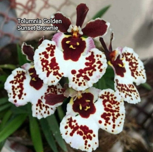 Tolumnia 6 Orchid