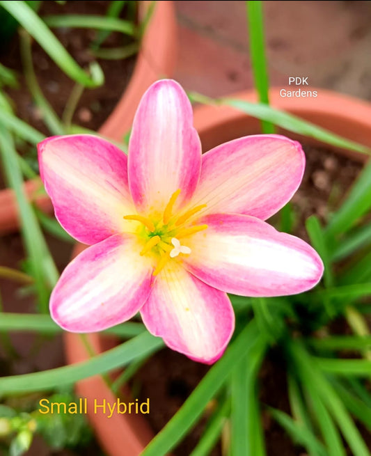 Small hybrid rare Rain Lily bulb