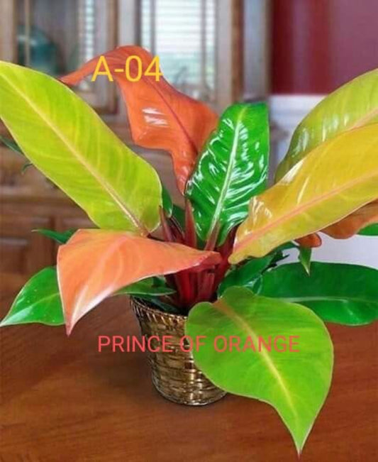 Prince of Orange Philodendron plant