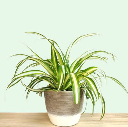 Chlorophytum (Semishade varieties)