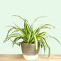 Chlorophytum (Semishade varieties)