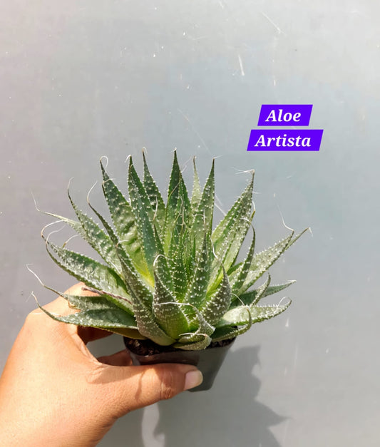 Aloe Artista