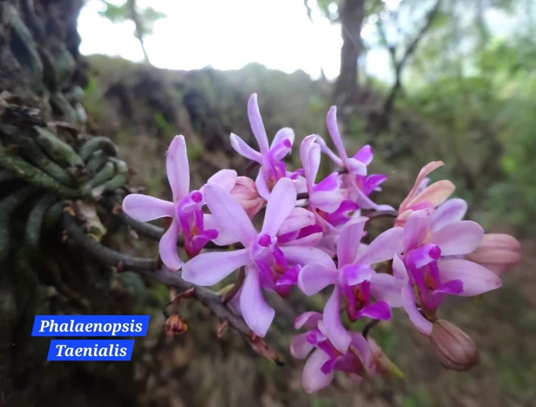 Phalaenopsis Taenialis