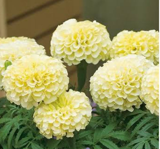 Marigold white winter Flower seeds