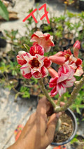 Adenium plant (desert rose) light pink white colour flower