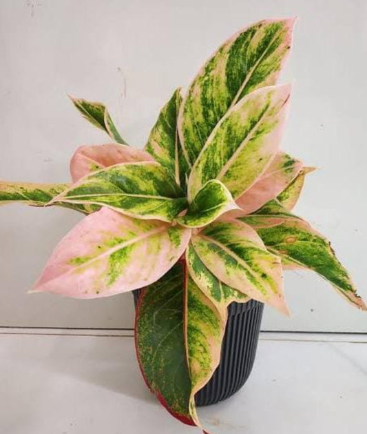 Pink Aurora Aglonima