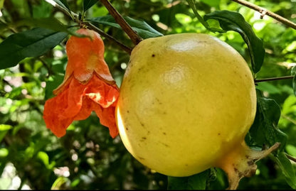 Mathalam fruit plant