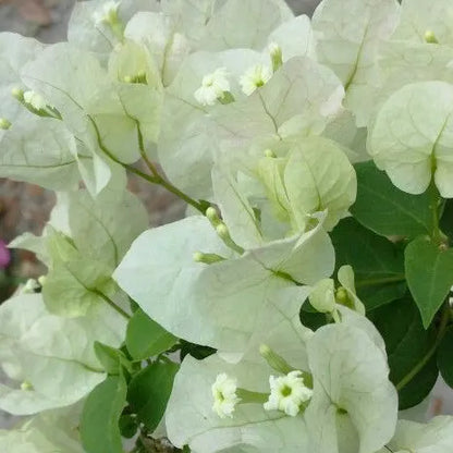 Bougainvillea Plant (white)