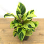 Fusion Catalthiya plant