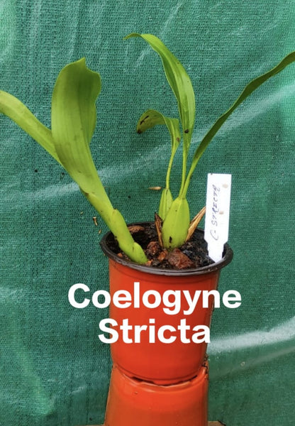 Coelogyne Stricta