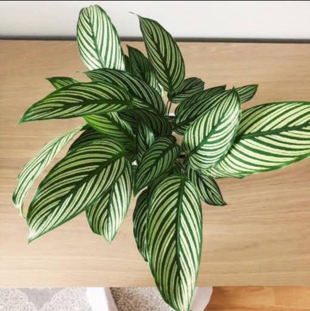 Calathea 13