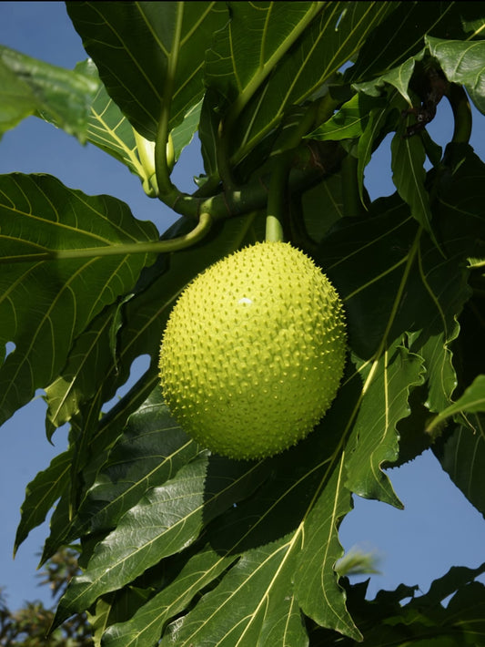 Artocarpus incida fruit plant