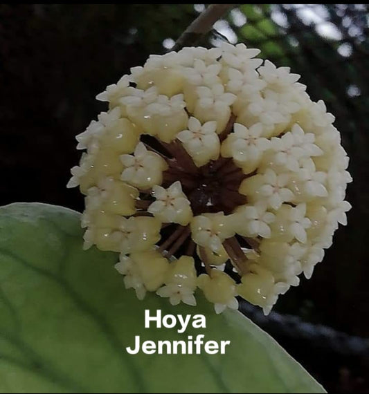 Hoya Jennifer