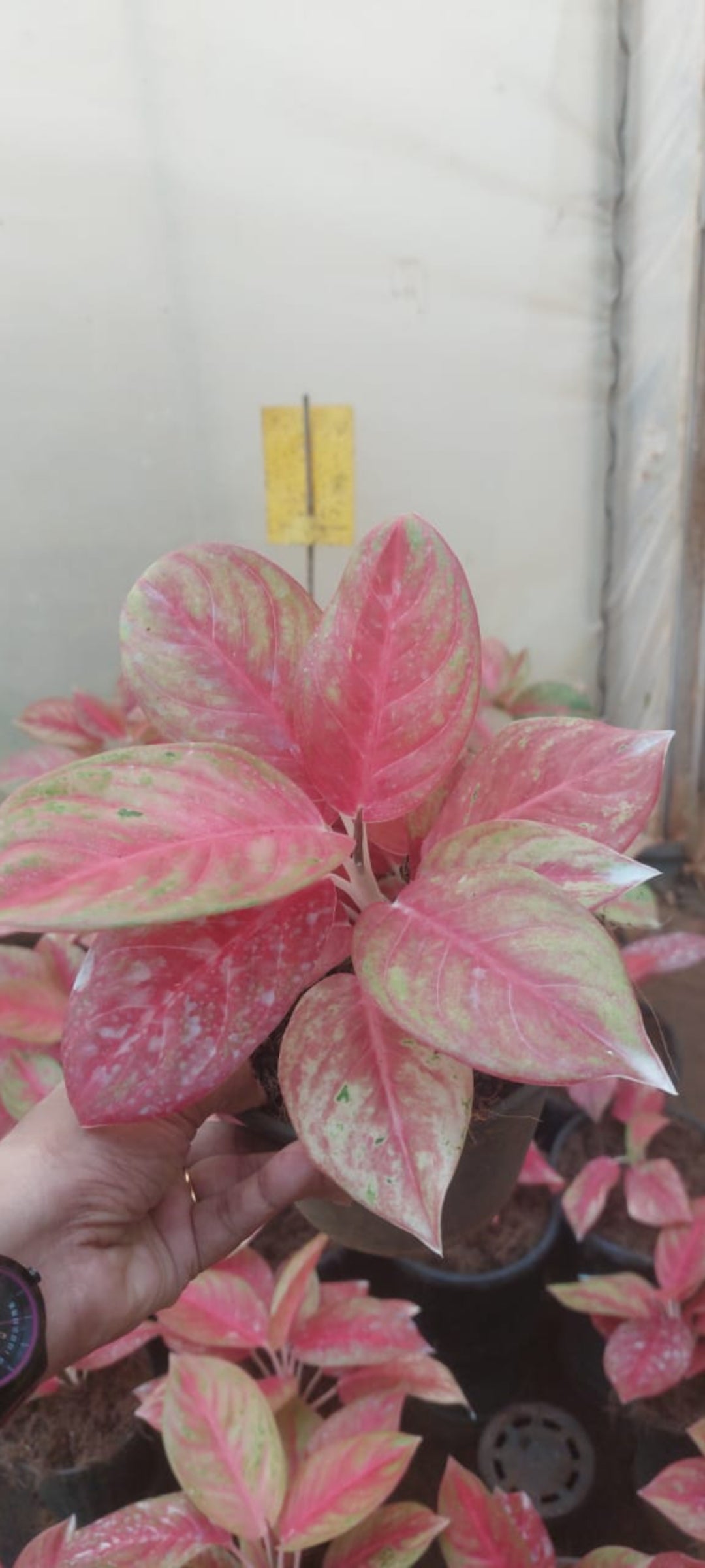 Aglonima Red sun plant