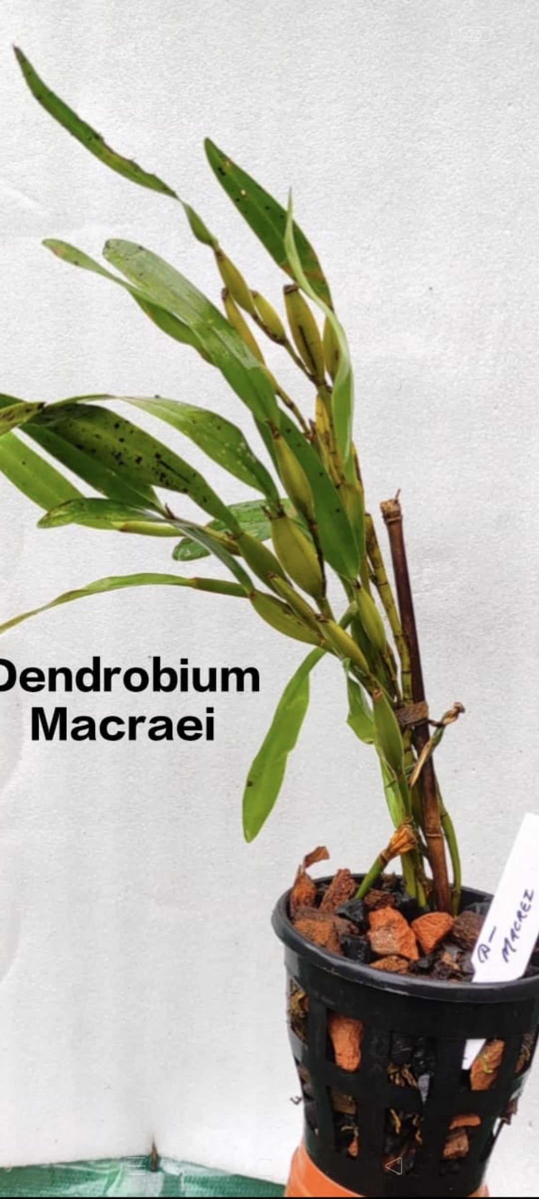 Dendrobium Macraei