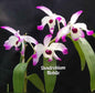 Dendrobium Nobile