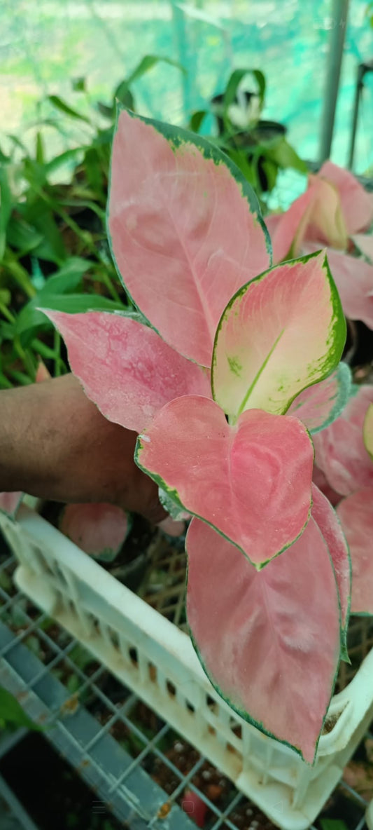 China red Aglonima plant