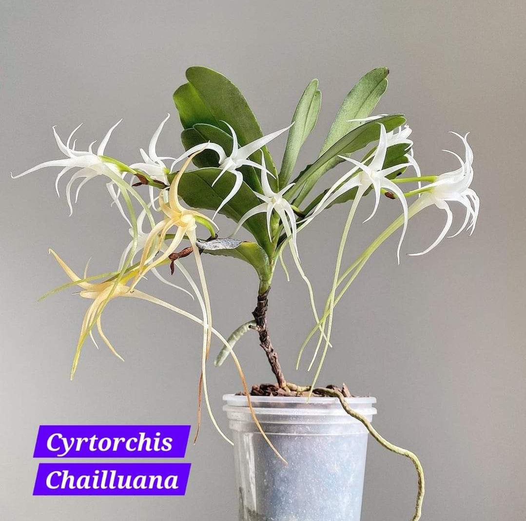 Cyrtorchis Chailluana