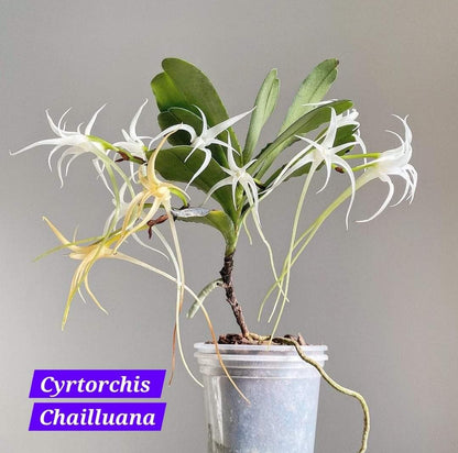 Cyrtorchis Chailluana