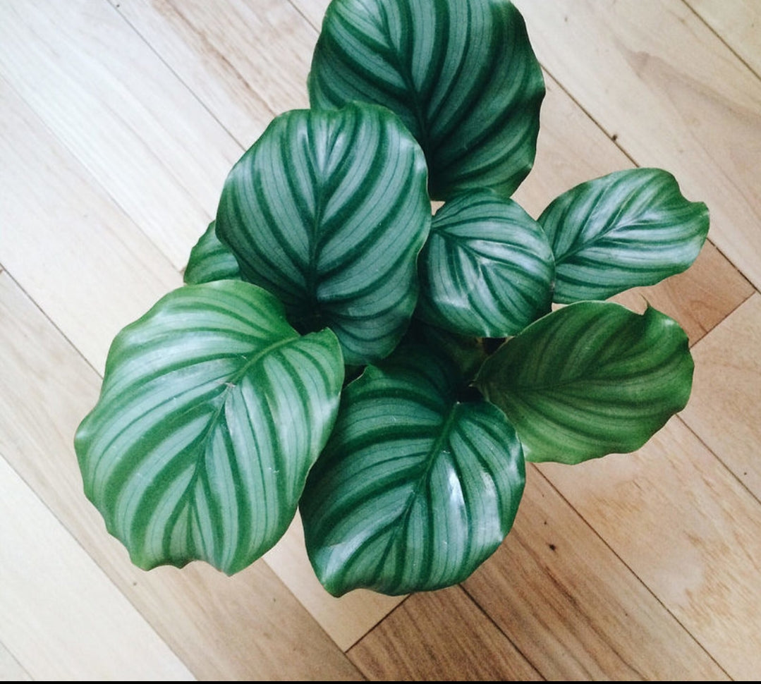 Calathea 2