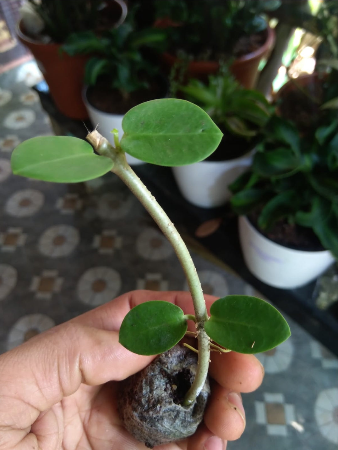 Hoya Cumingiana (Semishade)