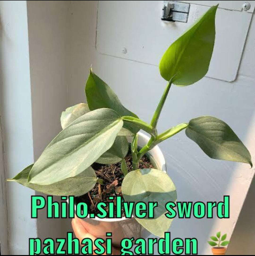 Philodendron Slivar Sword plant