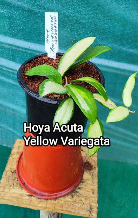 Hoya Acuta Yellow Variegata