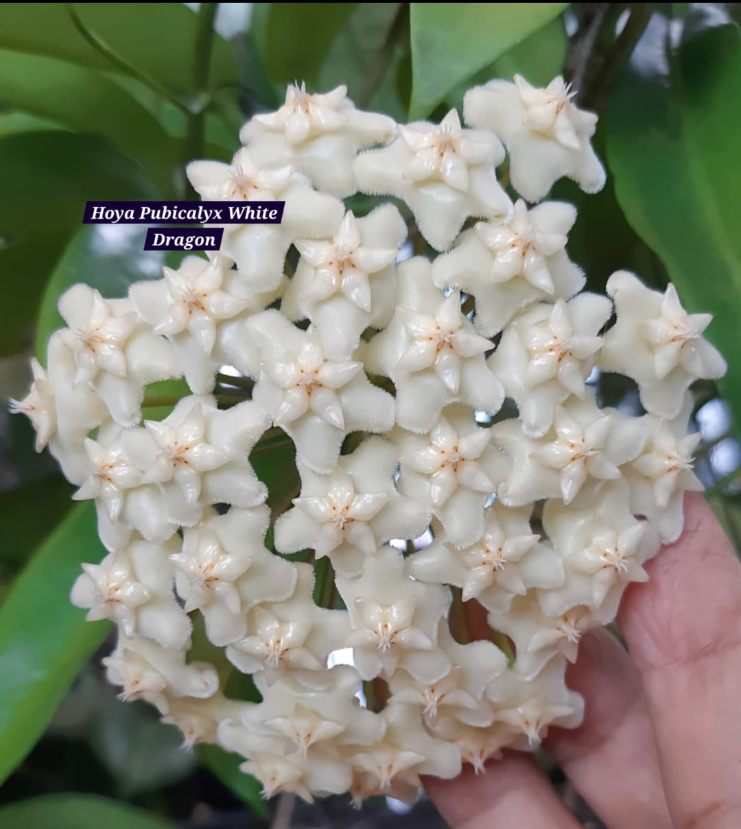 Hoya Pubicalyx White Dragon