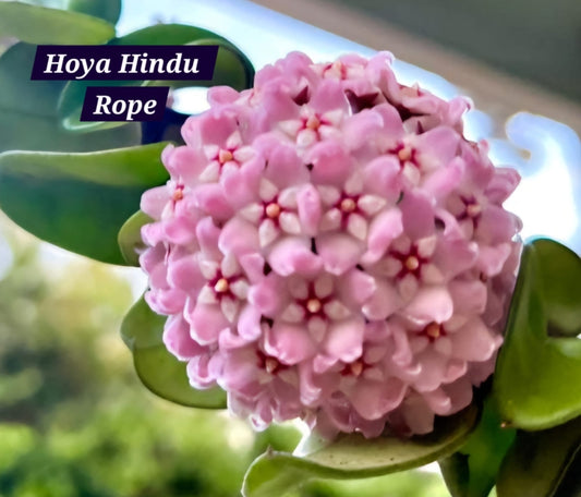 Hoya Hindu Rope