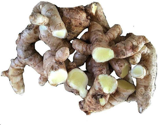 White turmeric seeds bulbs