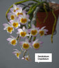 Dendrobium Crepidiatum