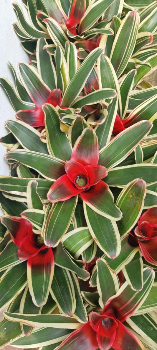 Bromeliads Variegated