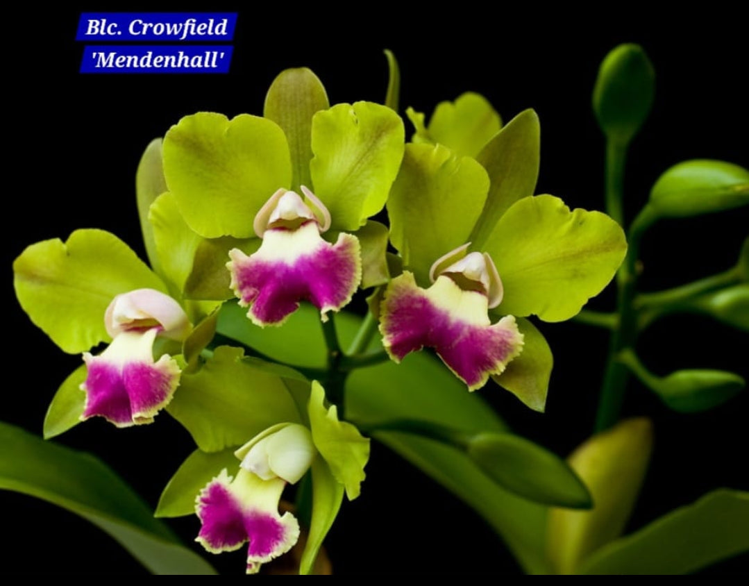 Cattleya 11 Orchid