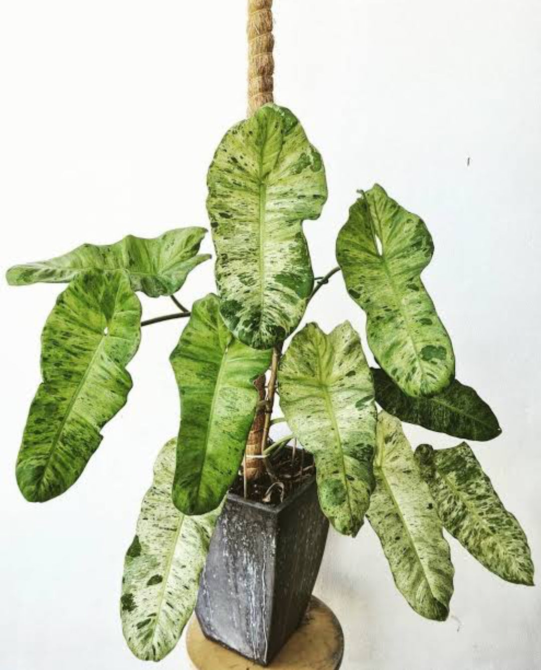 Philo Paraiso Verde Plant (Creeper Indoor Node Plant)