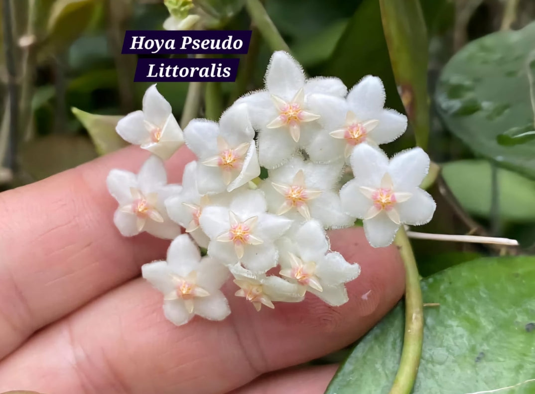 Hoya Pseudo Littoralis