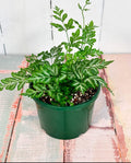Silver Lace Fern (Semishade)
