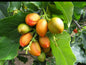 Peanut fruit plant