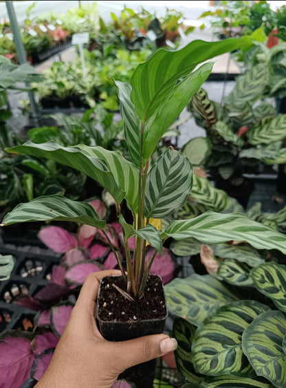 Calathea Freddie plant