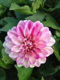 Dahlia Flower Bulbs – Multicolor Big Blooming Flowers | Easy Grow Garden Bulbs | Buy Online India | Ashiyana Store