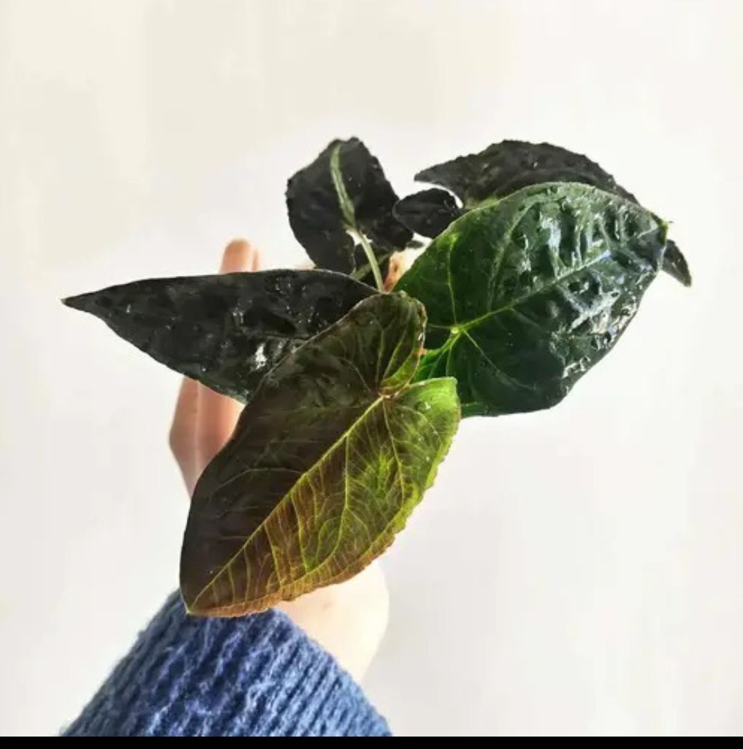 Syngonium Rayii Rare plant Good