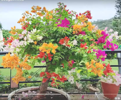 Grafted Bougainvillea Plant ( Multicolour flowers)