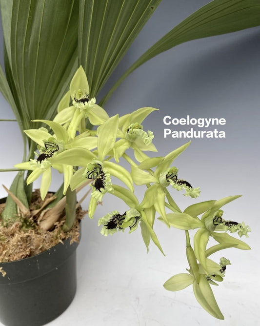 Coelogyne Pandurata