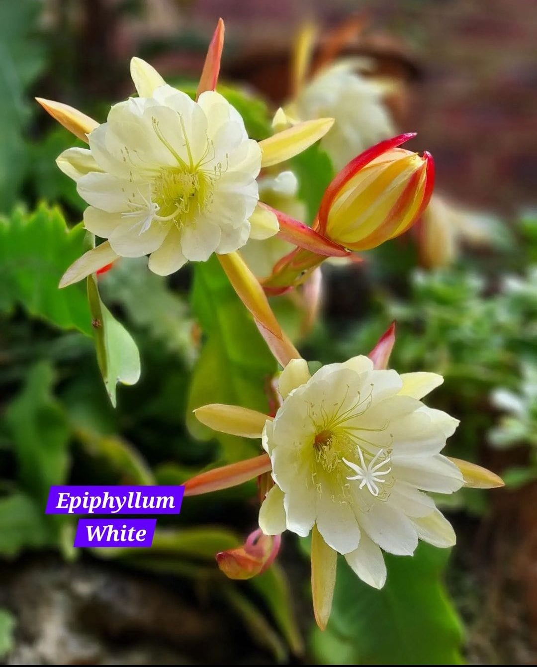 Bramha Kamal Epiphyllum White