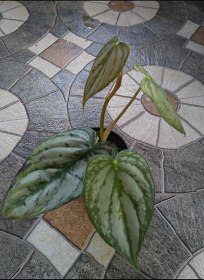 Philodendron Brandtianum (Semishade plant)