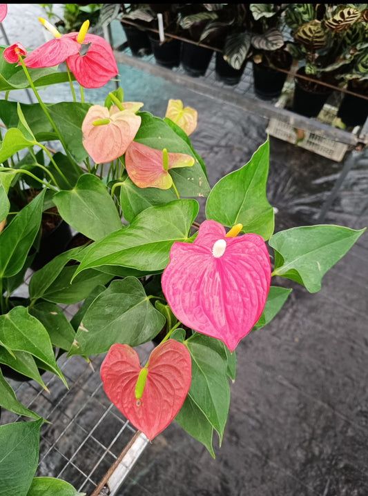 Anthurium red plant